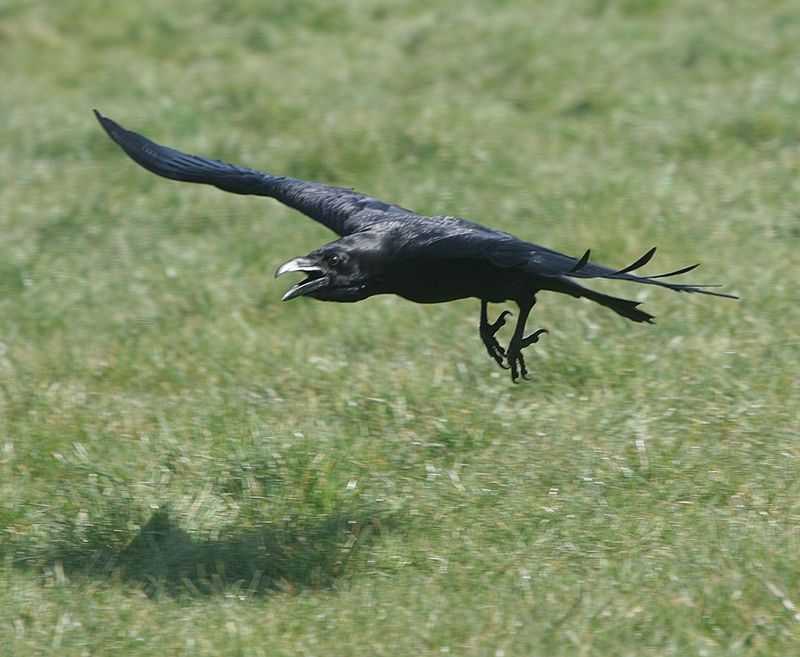 Photo Crow Landing